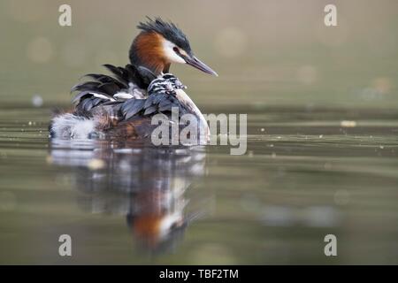 Svasso maggiore (Podiceps cristatus) con pulcini in piumaggio in acqua, Emsland, Bassa Sassonia, Germania Foto Stock