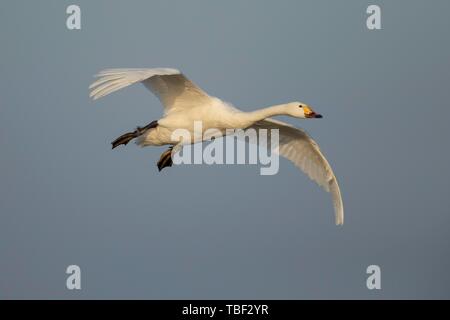 Bewick's Swan (Cygnus columbianus bewickii) uccello adulto in volo, Gloucestershire, England, Regno Unito Foto Stock