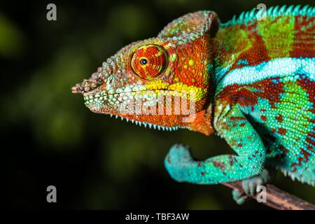 Panther chameleon (Furcifer pardalis), maschio sul ramo, animale ritratto, Ambanja, Diana Regione, Madagascar Foto Stock