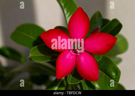 Fiore rosso adenium obesum fioriture di spicco. Close up. Foto Stock
