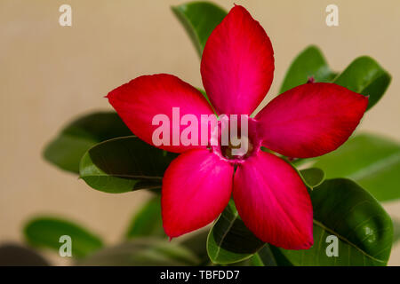 Fiore rosso adenium obesum fioriture di spicco. Close up. Foto Stock