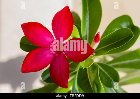Fiore rosso adenium obesum fioriture di spicco. Close up. Foto Stock