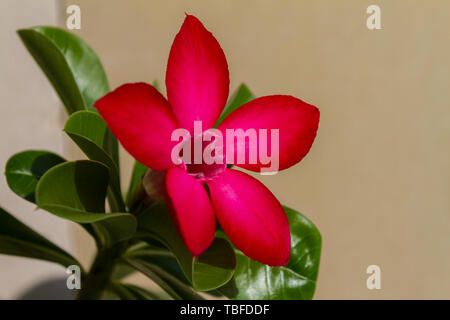 Fiore rosso adenium obesum fioriture di spicco. Close up. Foto Stock