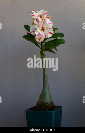 Fiore giallo con strisce adenium obesum fioriture di mercurio. Close up. Foto Stock