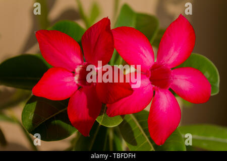 Fiore rosso adenium obesum fioriture di spicco. Close up. Foto Stock