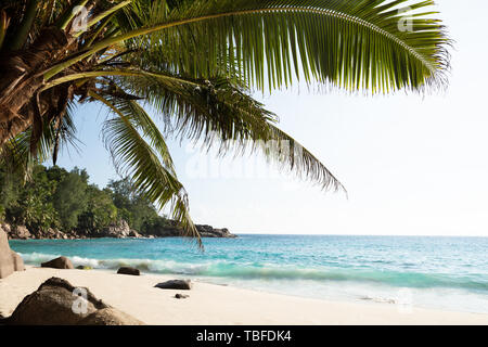 Le palme sulle Anse Intendance Beach, Isola di Mahe, Seicelle Foto Stock