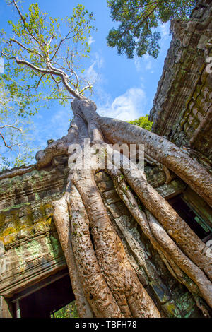 Radici di albero gigante in Angkor Wat in Cambogia Foto Stock