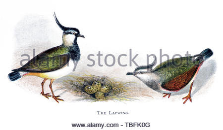 Pavoncella (Vanellus vanellus) al nido con uova, illustrazione vintage pubblicato in 1898 Foto Stock