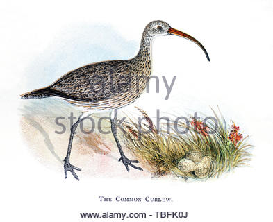 Comune (Curlew Numenius arquata) al nido con uova, illustrazione vintage pubblicato in 1898 Foto Stock