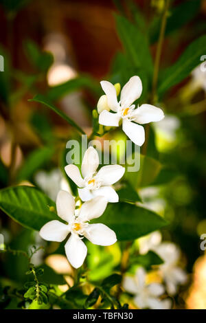 Gelsomino boccioli di fiori in natura closeup in presenza di luce solare, asia Foto Stock