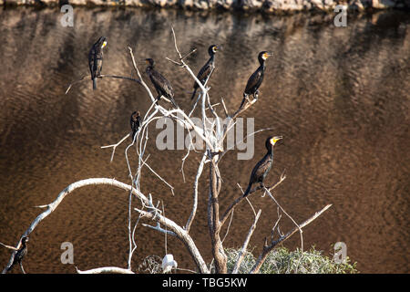 Gli uccelli di sedersi su un albero secco Foto Stock