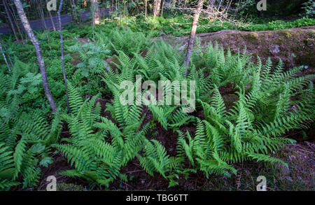 Felce maschio la molla della crescita (Dryopteris filix-mas) Foto Stock