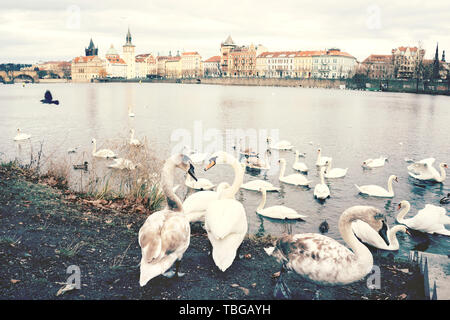 Un gregge di cigni sulle rive del fiume Moldava a Praga. Foto Stock