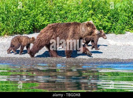 Orso con tre cuccioli sul lago con la riflessione Foto Stock