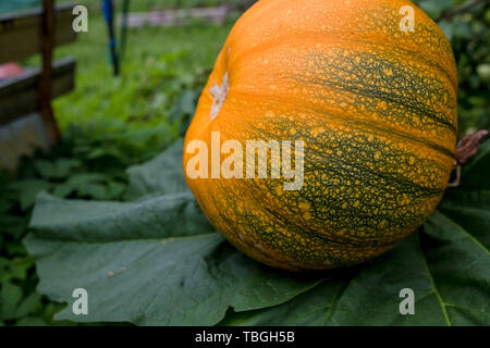 Arance mature zucca giace su un orto in un ambiente naturale. La Zucca in rurale scena. Fresche, mature, Zucche crescono in campo. Casa coltivati Foto Stock