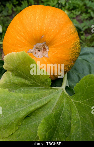 Arance mature zucca giace su un orto in un ambiente naturale. La Zucca in rurale scena. Fresche, mature, Zucche crescono in campo. Casa coltivati Foto Stock