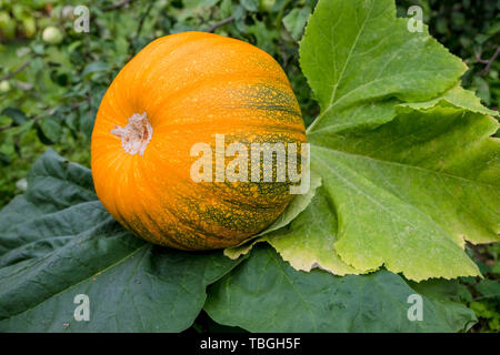 Arance mature zucca giace su un orto in un ambiente naturale. La Zucca in rurale scena. Fresche, mature, Zucche crescono in campo. Casa coltivati Foto Stock