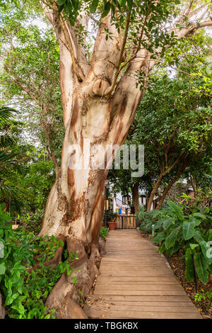 Huerto de Las Flores - Jardín Botánico de Agaete, Agaete, Gran Canaria, Spagna Foto Stock