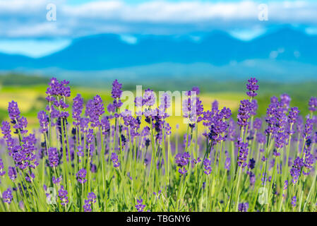 Close-up viola Lavanda fiori di campo estivo in giornata soleggiata con soft focus di sfocatura dello sfondo naturale. Furano, Hokkaido, Giappone Foto Stock