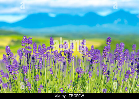 Close-up viola Lavanda fiori di campo estivo in giornata soleggiata con soft focus di sfocatura dello sfondo naturale. Furano, Hokkaido, Giappone Foto Stock