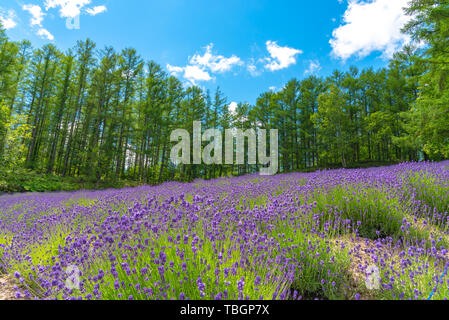 Gilet viola Lavanda fiori di campo estivo in giornata soleggiata con sfondo naturale a Farm Tomita, furano, Hokkaido, Giappone Foto Stock