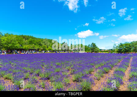 Gilet viola Lavanda fiori di campo estivo in giornata soleggiata con sfondo naturale a Farm Tomita, furano, Hokkaido, Giappone Foto Stock