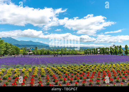 Gilet viola Lavanda fiori di campo estivo in giornata soleggiata con sfondo naturale a Farm Tomita, furano, Hokkaido, Giappone Foto Stock