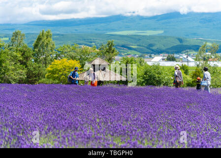 Tourist godendo il giubbotto viola Lavanda fiori di campo estivo in giornata soleggiata a Farm Tomita, furano, Hokkaido, Giappone Foto Stock