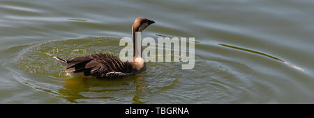 Swan goose raro uccello elencate nel Libro Rosso Internazionale galleggia su un laghetto verde in zoo di Mosca Foto Stock
