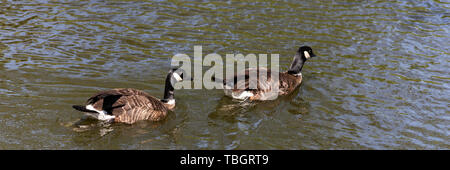 Due fieri bella oca Canadese nuotare uno dopo l'altro sul verde acqua di stagno su una soleggiata giornata di primavera Foto Stock