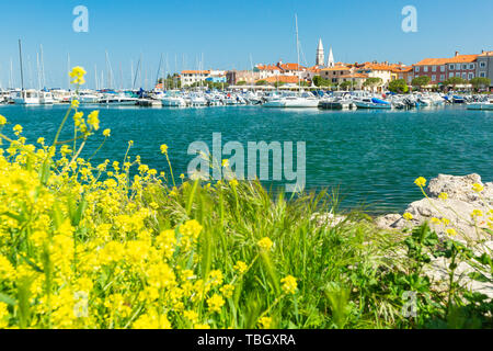 Izola, Slovenia - 1 Maggio 2019: panoramica del porto con barche e case vivacemente colorate sui fiori primo piano waterfront in Izola - Isola. Foto Stock