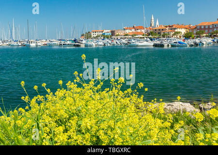 Izola, Slovenia - 1 Maggio 2019: panoramica del porto con barche e case vivacemente colorate sui fiori primo piano waterfront in Izola - Isola. Foto Stock