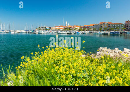 Izola, Slovenia - 1 Maggio 2019: panoramica del porto con barche e case vivacemente colorate sui fiori primo piano waterfront in Izola - Isola. Foto Stock