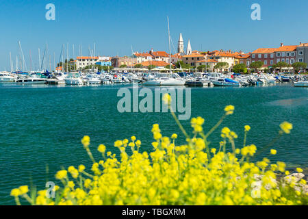 Izola, Slovenia - 1 Maggio 2019: panoramica del porto con barche e case vivacemente colorate sui fiori primo piano waterfront in Izola - Isola. Foto Stock