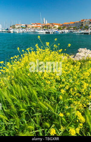 Izola, Slovenia - 1 Maggio 2019: panoramica del porto con barche e case vivacemente colorate sui fiori primo piano waterfront in Izola - Isola. Foto Stock