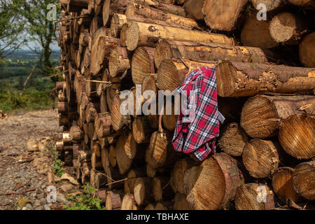 Un plaid shirt collocato su una pila di appena tagliato a strisce di alberi di rami e preparato per la segheria parte dell'industria di registrazione in Irlanda, nessuno Foto Stock