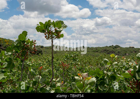 Coltivazione di importante ingrediente della cucina italiana, piantagione di alberi di pistacchio con la maturazione di pistacchi vicino Bronte, situato sulle pendici del M Foto Stock