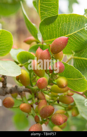 Coltivazione di importante ingrediente della cucina italiana, piantagione di alberi di pistacchio con la maturazione di pistacchi vicino Bronte, situato sulle pendici del M Foto Stock