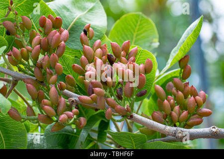 Coltivazione di importante ingrediente della cucina italiana, piantagione di alberi di pistacchio con la maturazione di pistacchi vicino Bronte, situato sulle pendici del M Foto Stock