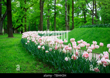 Gruppo di Altino offerta variegata rosa multi-petalled tulipani cresce su un letto di fiori.Gatchina Park, flower hill Foto Stock