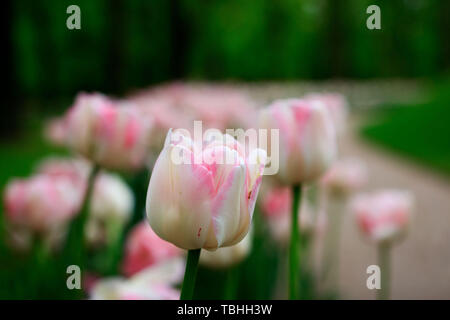 Gruppo di Altino offerta variegata rosa multi-petalled tulipani cresce su un letto di fiori.Gatchina Park, flower hill Foto Stock