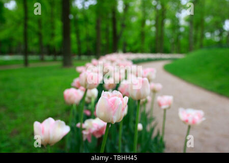 Gruppo di Altino offerta variegata rosa multi-petalled tulipani cresce su un letto di fiori.Gatchina Park, flower hill Foto Stock