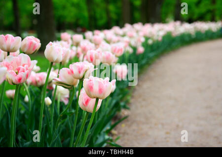 Gruppo di Altino offerta variegata rosa multi-petalled tulipani cresce su un letto di fiori.Gatchina Park, flower hill Foto Stock