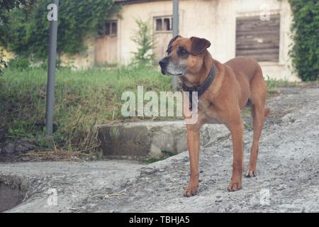 Il cane rosso sulla strada in attesa del suo maestro Foto Stock