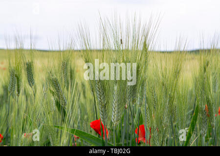 I campi con acerbi pasta verde di frumento duro e di papaveri rossi sulla Sicilia, Italia close up Foto Stock