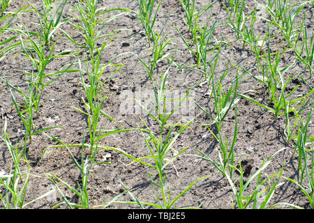 I letti di giovani aglio sono piantati in righe in giardino Foto Stock