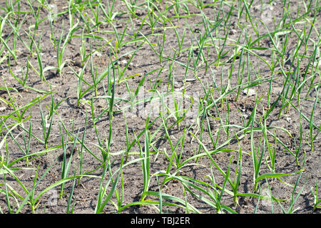 I letti di giovani aglio sono piantati in righe in giardino Foto Stock