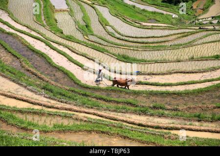 Rongjiang, della Cina di Guizhou. 2 Giugno, 2019. Un agricoltore lavora nei campi a Dangyang villaggio di Rongjiang County in Qiandongnan Miao e Dong prefettura autonoma, a sud-ovest della Cina di Guizhou, Giugno 2, 2019. Credito: Li Changhua/Xinhua/Alamy Live News Foto Stock