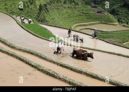 Rongjiang, della Cina di Guizhou. 2 Giugno, 2019. Agricoltori lavorano nei campi a Dangyang villaggio di Rongjiang County in Qiandongnan Miao e Dong prefettura autonoma, a sud-ovest della Cina di Guizhou, Giugno 2, 2019. Credito: Yang Chengli/Xinhua/Alamy Live News Foto Stock
