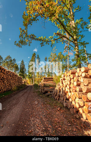 Grande quantità di abbattimento di alberi dopo la tempesta, Polonia Foto Stock
